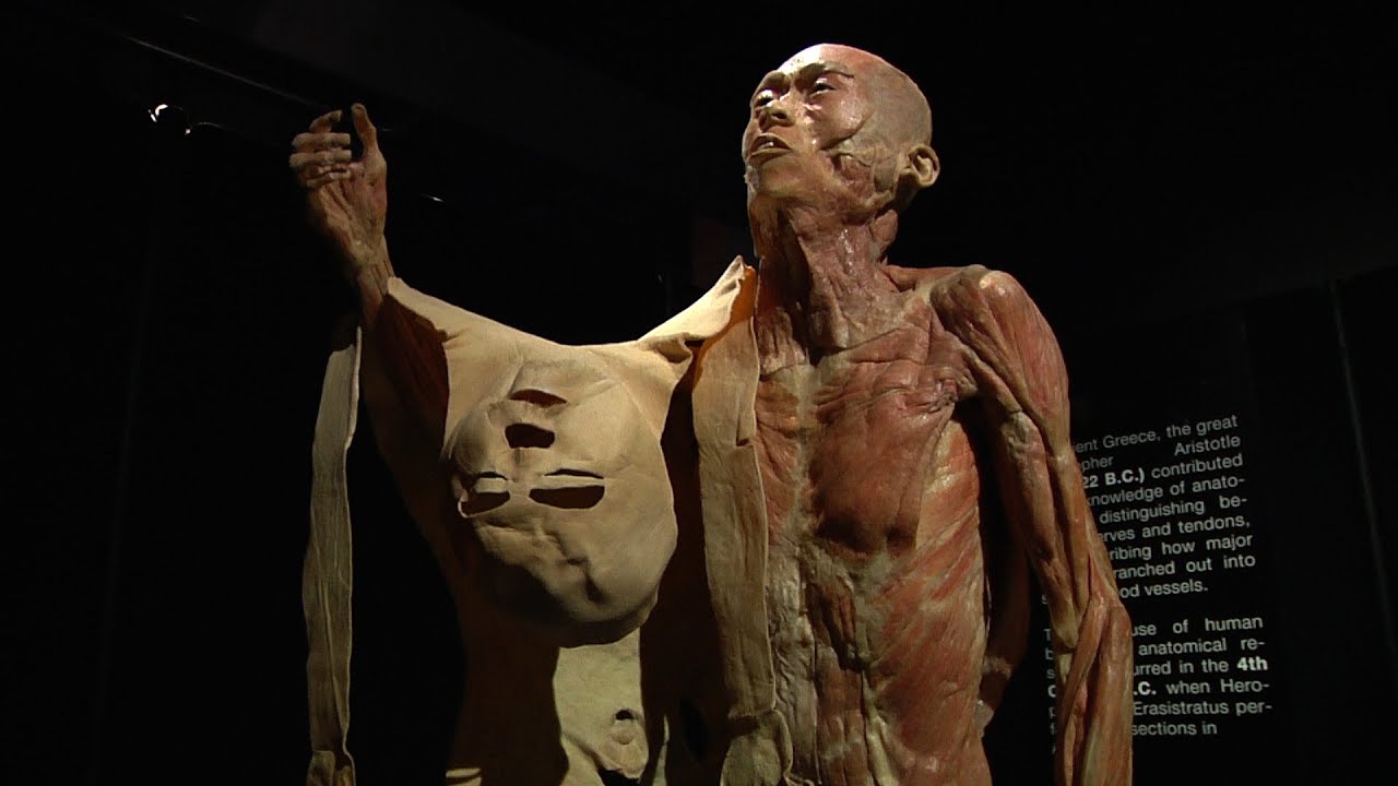 anatomia del cuerpo humano imagenes